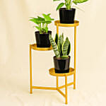 Low Maintenace Plant Decor Stand