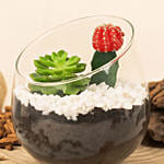 Low Maintenance Plant Duo