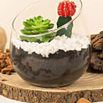 Low Maintenance Plant Duo