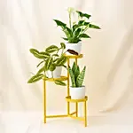Luck and Peace Plant Stand
