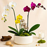 Multicolor Orchid Plants in Premium Pot