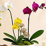 Multicolor Orchid Plants in Premium Pot