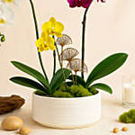 Multicolor Orchid Plants in Premium Pot