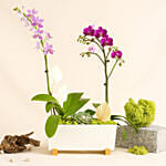 Orchid Plants Beauty Arrangement