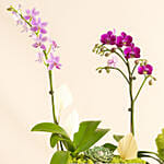 Orchid Plants Beauty Arrangement