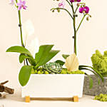 Orchid Plants Beauty Arrangement