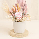 Graceful Pink Preserved Flower Vase