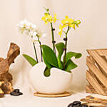 White and Yellow Mini Orchid in Designer Base
