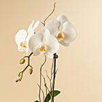 Willow Valley Christmas Arrangement