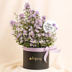 Birthday Aster Flowers in a box