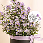Birthday Aster Flowers in a box
