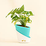 Radiant Syngonium Foliage