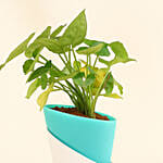 Radiant Syngonium Foliage