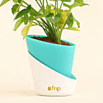 Radiant Syngonium Foliage