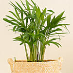 Mini Chamadorea In Dual Tone Pot