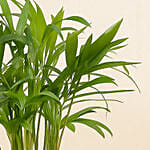 Mini Chamadorea In Dual Tone Pot