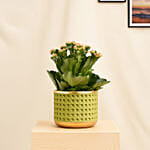 Orange Kalanchoe in Small Planter