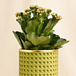 Orange Kalanchoe in Small Planter
