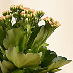 Orange Kalanchoe in Small Planter