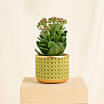 Pink Kalanchoe In Ceramic Pot