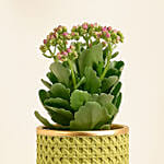 Pink Kalanchoe In Ceramic Pot