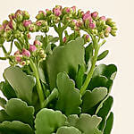 Pink Kalanchoe In Ceramic Pot