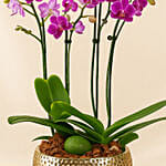 Purple Orchid Plant In Vase