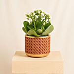 White Kalanchoe In Ceramic Pot