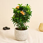 Beautiful Ixora Flower Plant In Ceramic Pot
