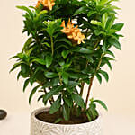 Beautiful Ixora Flower Plant In Ceramic Pot