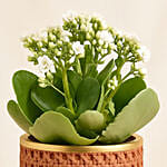 White Kalanchoe In Ceramic Pot