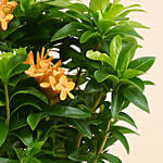 Beautiful Ixora Flower Plant In Ceramic Pot