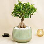 Bonsai Plant In a Green Pot