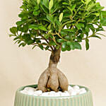 Bonsai Plant In a Green Pot