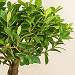 Bonsai Plant In a Green Pot