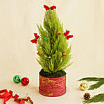 Decorated Festive Cupressus Christmas Plant