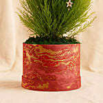 Decorated Festive Cupressus Christmas Plant
