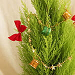 Decorated Festive Cupressus Christmas Plant