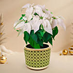 White Poinsettia Designer Plant Pot