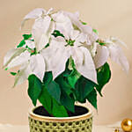 White Poinsettia Designer Plant Pot