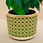 White Poinsettia Designer Plant Pot