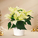 White Poinsettia Plant In White Pot