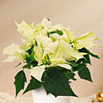 White Poinsettia Plant In White Pot