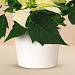 White Poinsettia Plant In White Pot