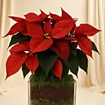 Poinsettia Plant in a Glass Vase