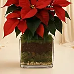 Poinsettia Plant in a Glass Vase