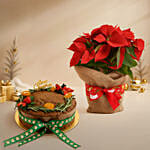 Poinsettia Plant Wrapped in  Natural Jute & Festive Plum Cake