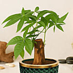 Paclcira Sail Or Pachira Good Luck Tree