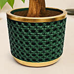 Paclcira Sail Or Pachira Good Luck Tree