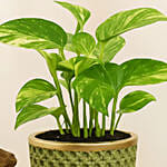 Money Plant in a Green Pot